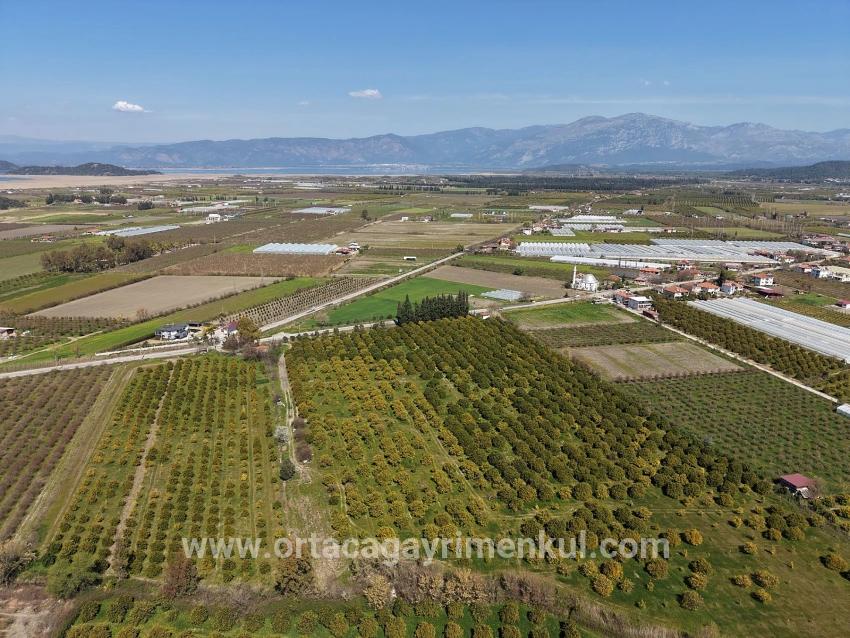 Weinberg & Garten Zu Verkaufen in Dalyan Bz. Ortaca - Weinberg & Garten-Zonierung - 17.550 m²