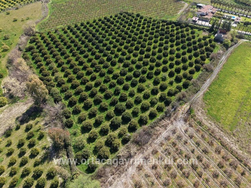 Weinberg & Garten Zu Verkaufen in Dalyan Bz. Ortaca - Weinberg & Garten-Zonierung - 17.550 m²