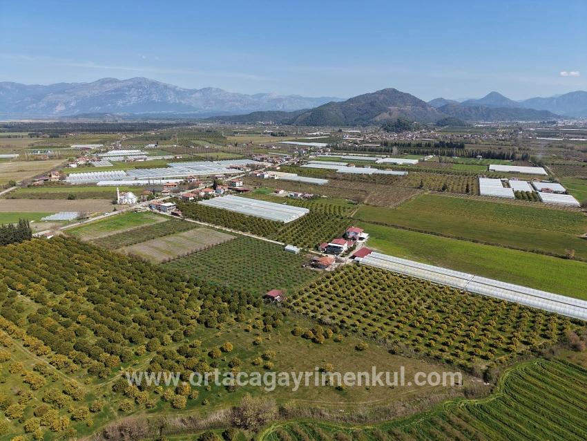 Weinberg & Garten Zu Verkaufen in Dalyan Bz. Ortaca - Weinberg & Garten-Zonierung - 17.550 m²