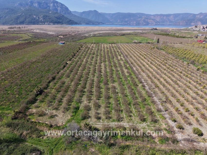 Feld Zu Verkaufen in Eskiköy Bz. Ortaca - Feld-Zonierung - 16.710 m²