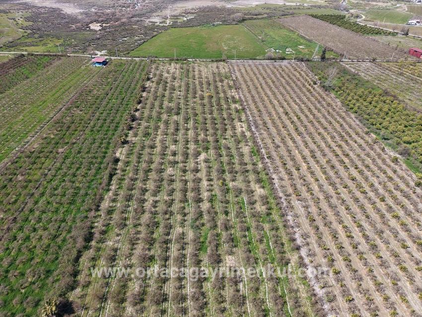 Feld Zu Verkaufen in Eskiköy Bz. Ortaca - Feld-Zonierung - 16.710 m²