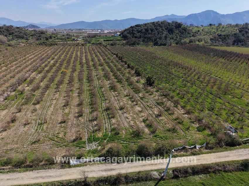 Feld Zu Verkaufen in Eskiköy Bz. Ortaca - Feld-Zonierung - 16.710 m²