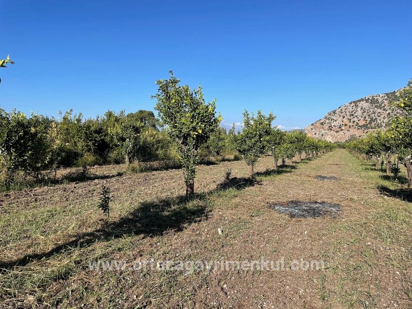 Feld Zu Verkaufen in Dalyan Bz. Ortaca - Feld-Zonierung - 6.600 m²
