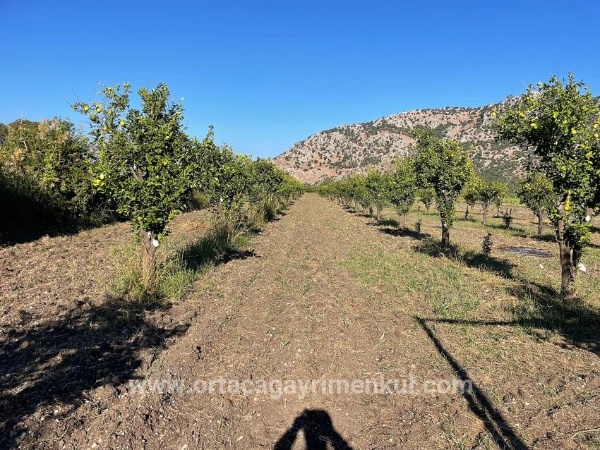 Feld Zu Verkaufen in Dalyan Bz. Ortaca - Feld-Zonierung - 6.600 m²