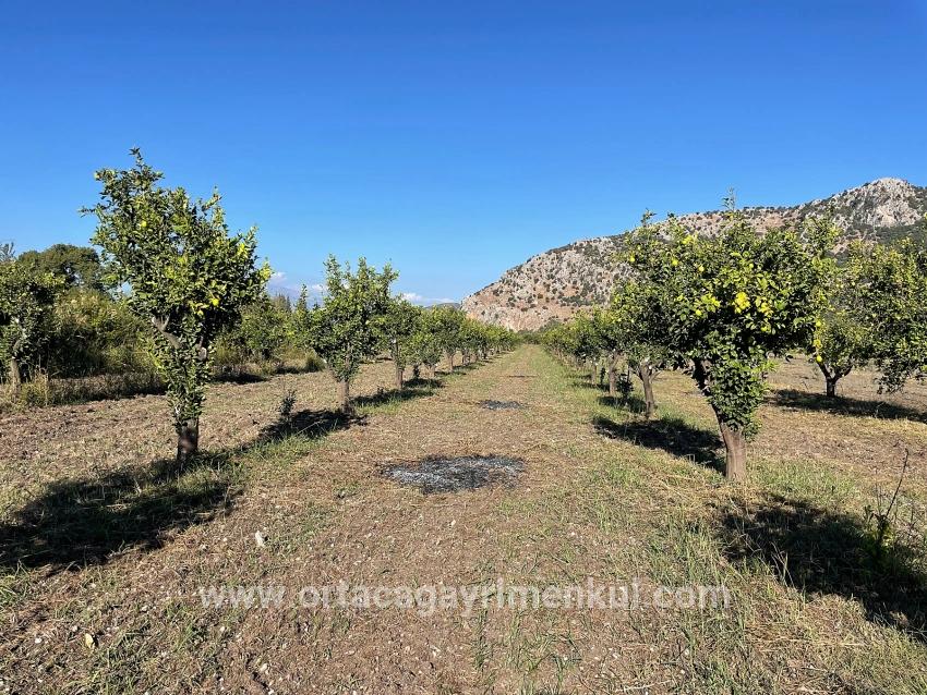 Feld Zu Verkaufen in Dalyan Bz. Ortaca - Feld-Zonierung - 6.600 m²