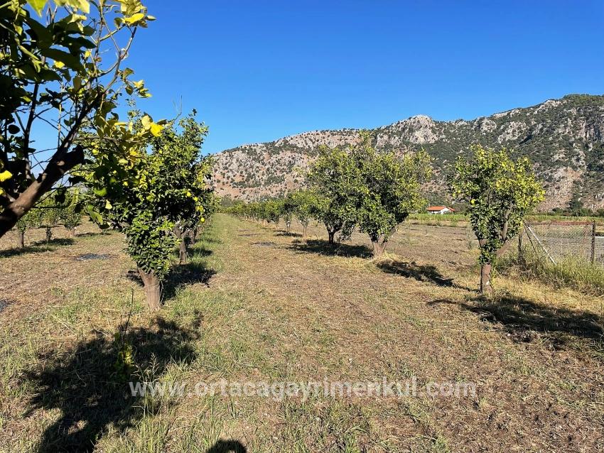 Feld Zu Verkaufen in Dalyan Bz. Ortaca - Feld-Zonierung - 6.600 m²