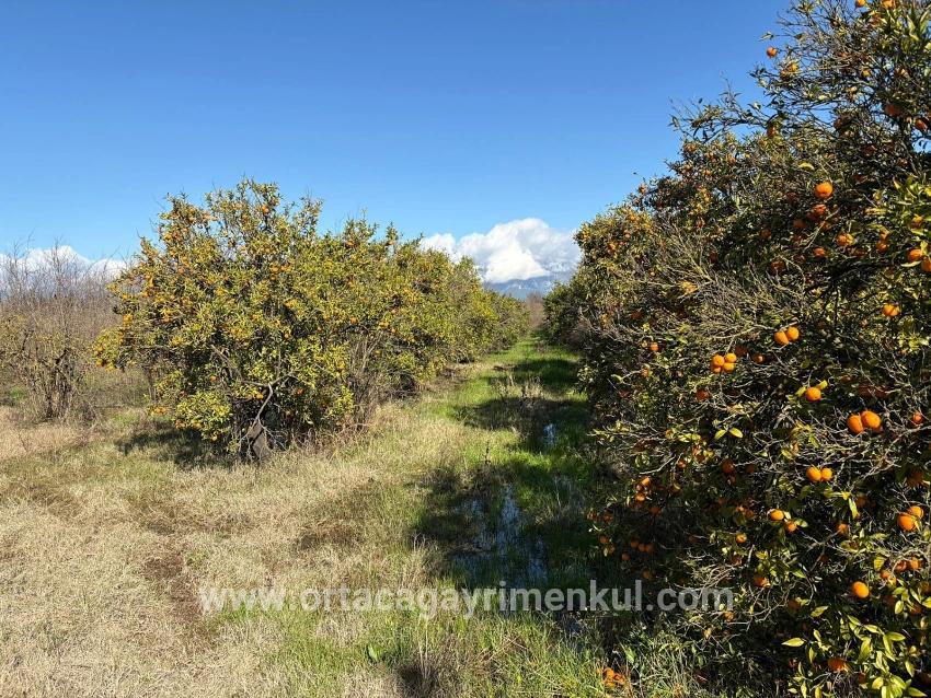 Feld Zu Verkaufen in Tepearası Bz. Ortaca - Weinberg & Garten-Zonierung - 23.000 m²
