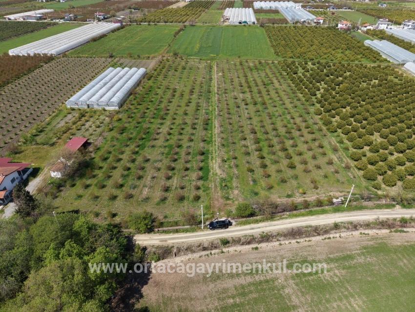 Feld Zu Verkaufen in Eskiköy Bz. Ortaca - Feld-Zonierung - 16.000 m²