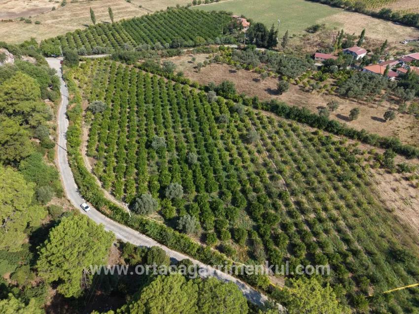 Field For Sale in Çandır Nbh. Köyceğiz - Field Zoned - 20.000 m²