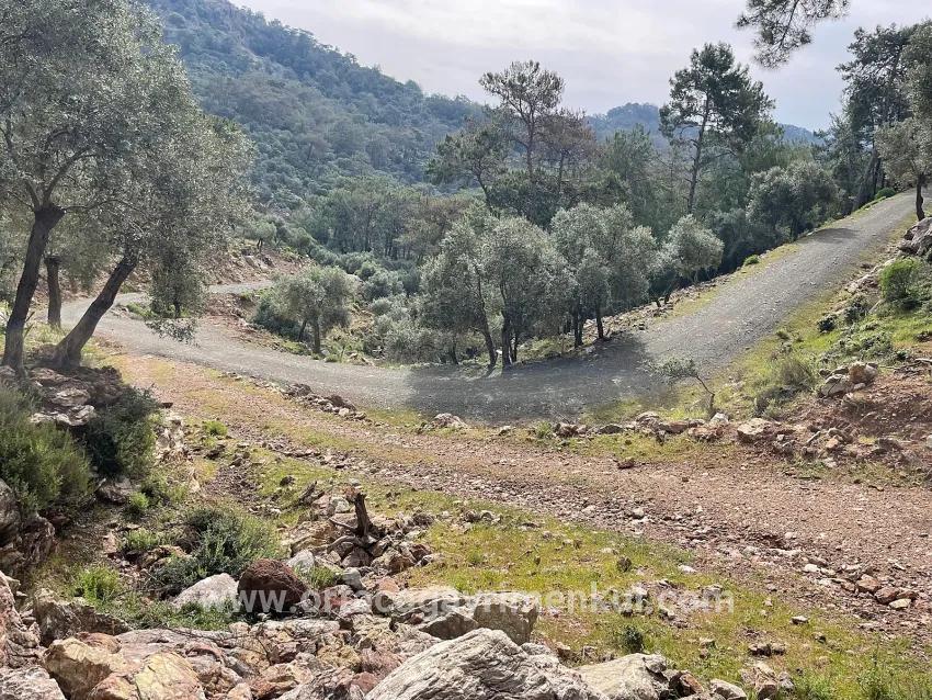 Field For Sale in Ekincik Nbh. Köyceğiz - Olive Zoned - 7.000 m²