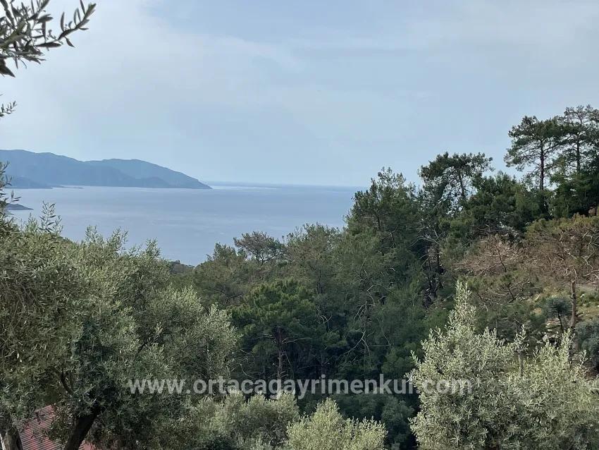 Field For Sale in Ekincik Nbh. Köyceğiz - Olive Zoned - 7.000 m²