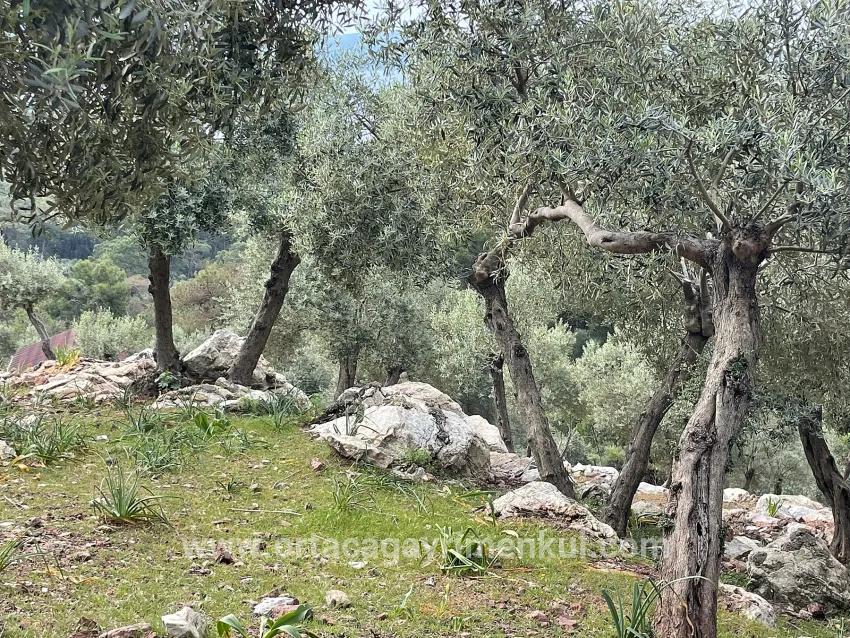 Field For Sale in Ekincik Nbh. Köyceğiz - Olive Zoned - 7.000 m²