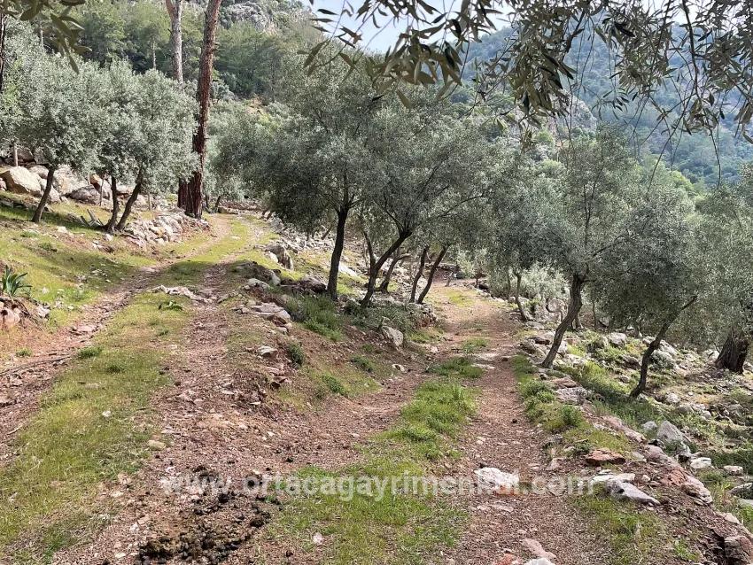Field For Sale in Ekincik Nbh. Köyceğiz - Olive Zoned - 7.000 m²