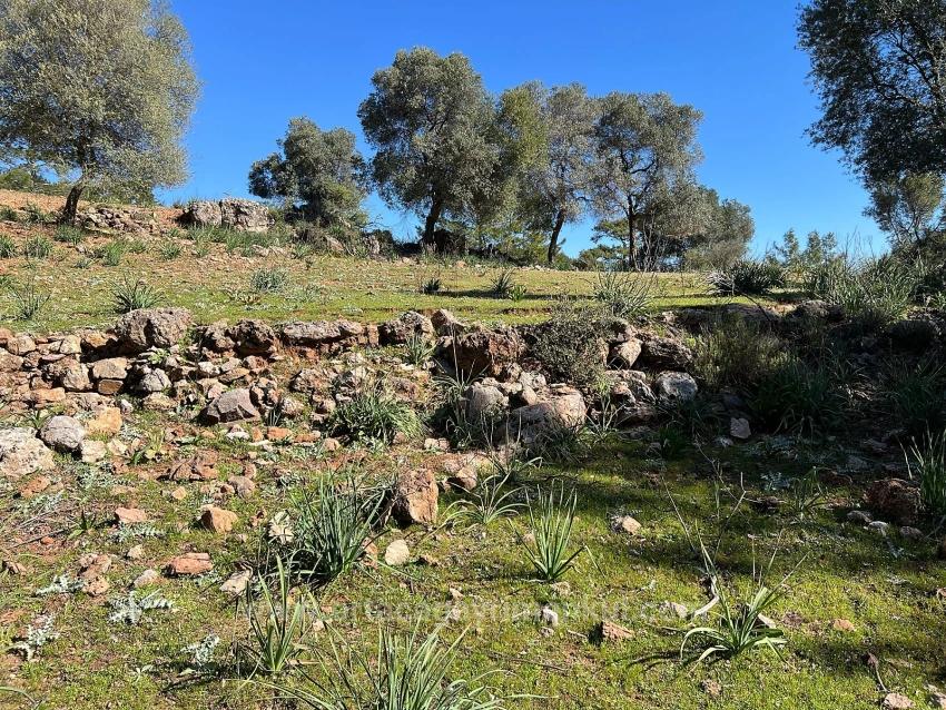 Land For Sale In Gökbel, Surrounded By Nature And Forest.