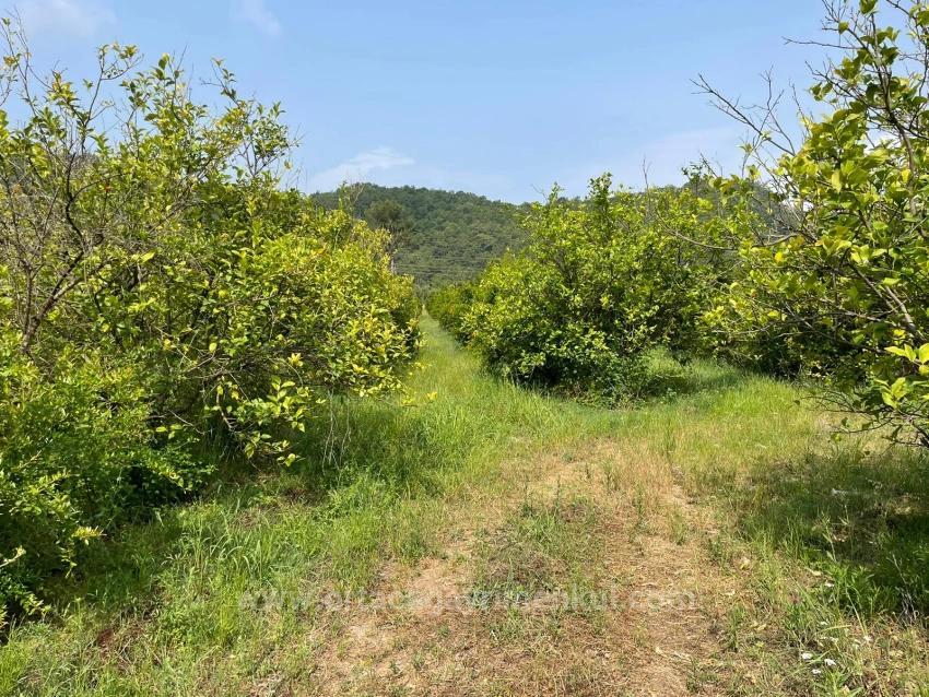 7800M2 Land For Sale In Gökbel, Next To Iztuzu Beach Road