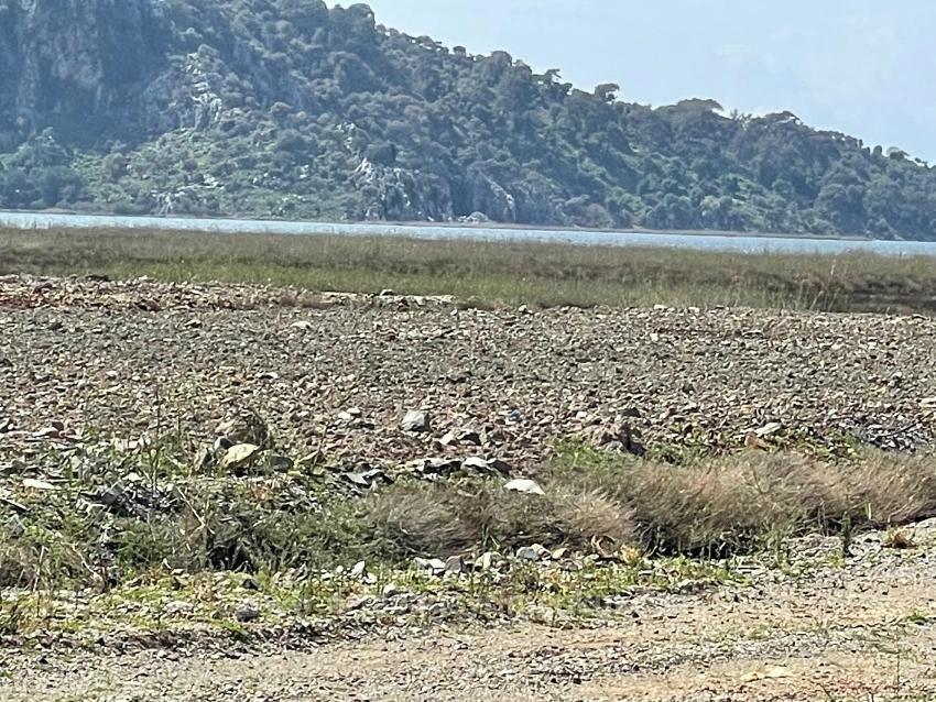 19,600 M² Plot Of Land For Sale, Located Directly On The Road To Dalyan Iztuzu Beach.