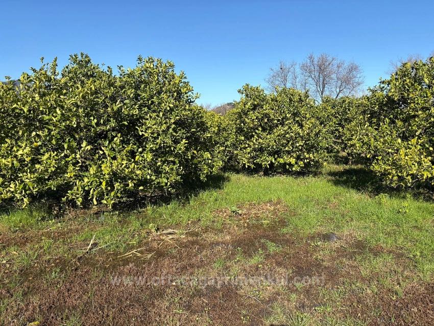 Lemon Orchard For Sale In Dalyan, 16,500 M²