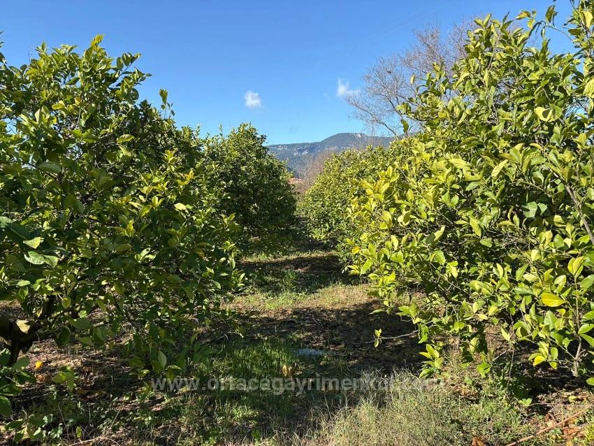 Lemon Orchard For Sale In Dalyan, 16,500 M²