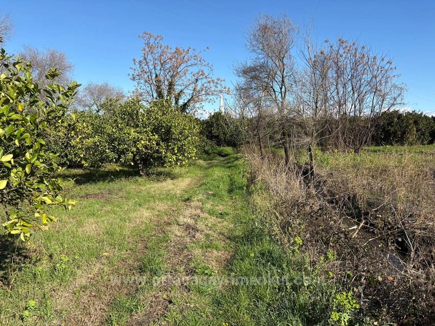 Lemon Orchard For Sale In Dalyan, 16,500 M²