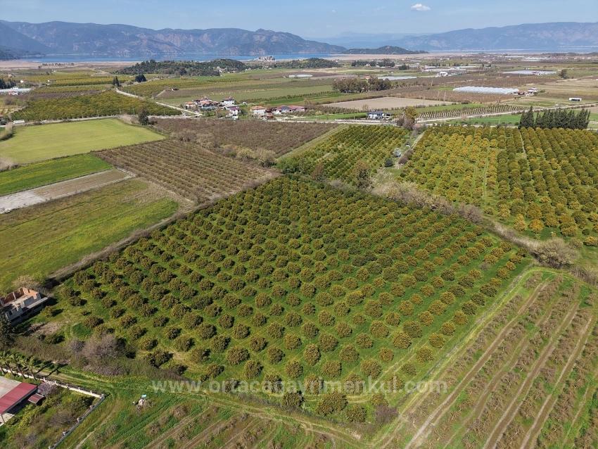 17.550M2 Vineyard-Bahce For Sale Close To Dalyan Center