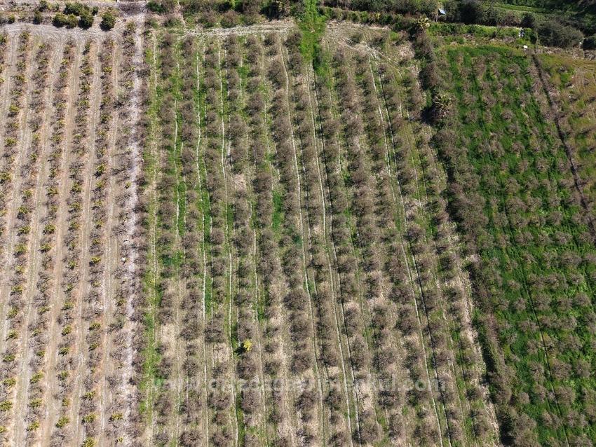 16.710M2 Pomegranate Garden For Sale With Lake View In Eskiköy