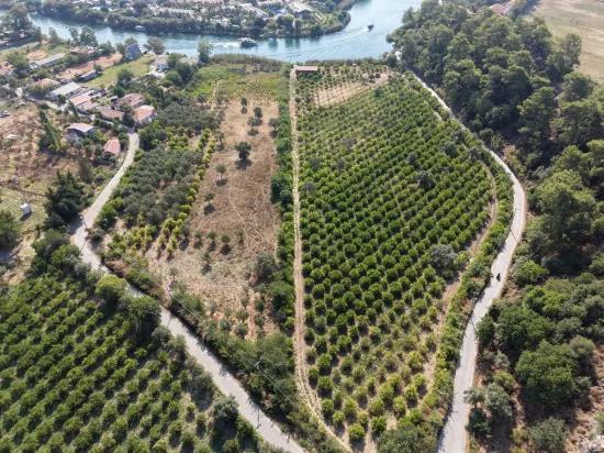 Village Of Köyceğiz Çandır Neighbourhood With Zero Channel 20,000m2 For Sale Land