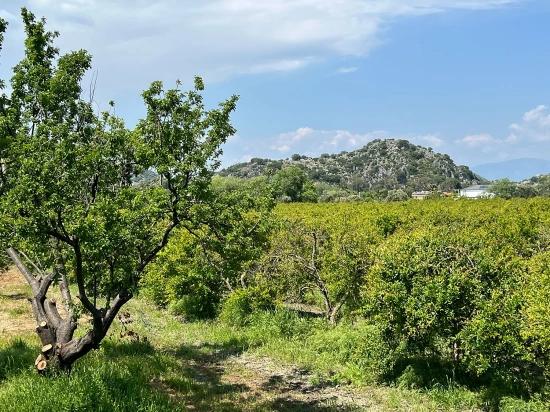 5,100 M² Plot Of Land For Sale In Dalyan, Maraş Area, Zoned For 5% Residential Use.