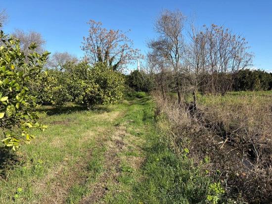 Lemon Orchard For Sale In Dalyan, 16,500 M²