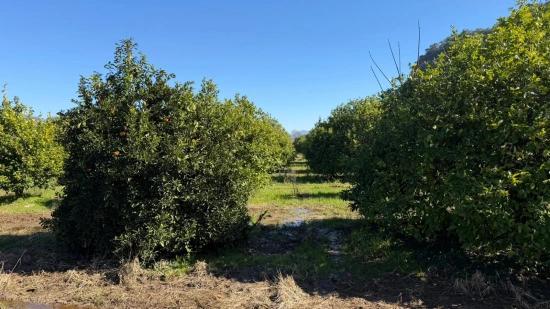 2.218M2 Land For Sale In Okçular Marmarlı