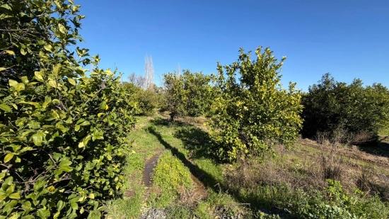 2.218M2 Land For Sale In Okçular Marmarlı