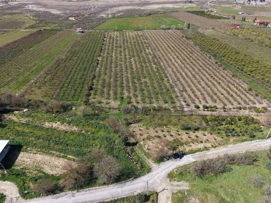 16.710M2 Pomegranate Garden For Sale With Lake View In Eskiköy