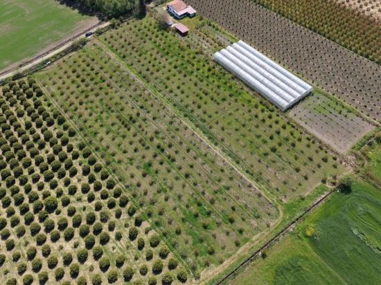 16,000 M² Pomegranate Orchard For Sale In Eskiköy