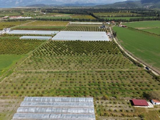 16,000 M² Pomegranate Orchard For Sale In Eskiköy
