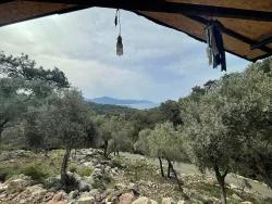 Field For Sale in Ekincik Nbh. Köyceğiz - Olive Zoned - 7.000 m²