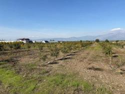 Field For Sale in Eskiköy Nbh. Ortaca - Field Zoned - 21.500 m²