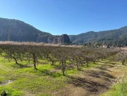 Land For Sale in Dalyan Nbh. Ortaca - Housing Zoned - 5.985 m²