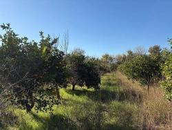 4,541 M² Garden For Sale In Dalyan.