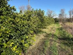 Lemon Orchard For Sale In Dalyan, 16,500 M²