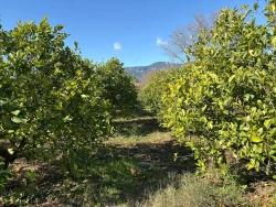 Field For Sale in Dalyan Nbh. Ortaca - Field Zoned - 16.500 m²