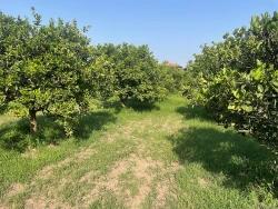 Land For Sale in Dalyan Nbh. Ortaca - Housing Zoned - 722 m²