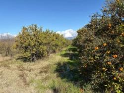 Field For Sale in Tepearası Nbh. Ortaca - Vineyards & Orchards Zoned - 23.000 m²