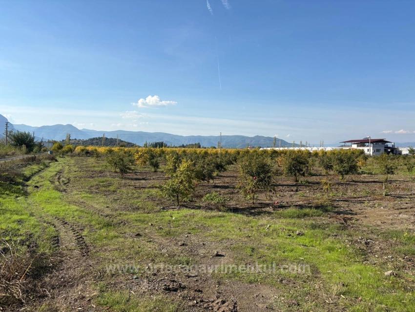 Гранатовый Сад Площадью 21500 М2 На Продажу В Эскикёе