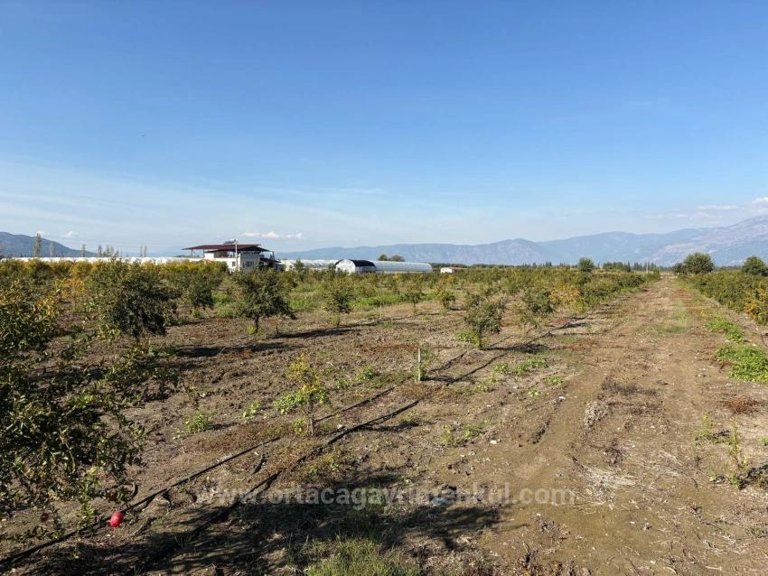 Гранатовый Сад Площадью 21500 М2 На Продажу В Эскикёе