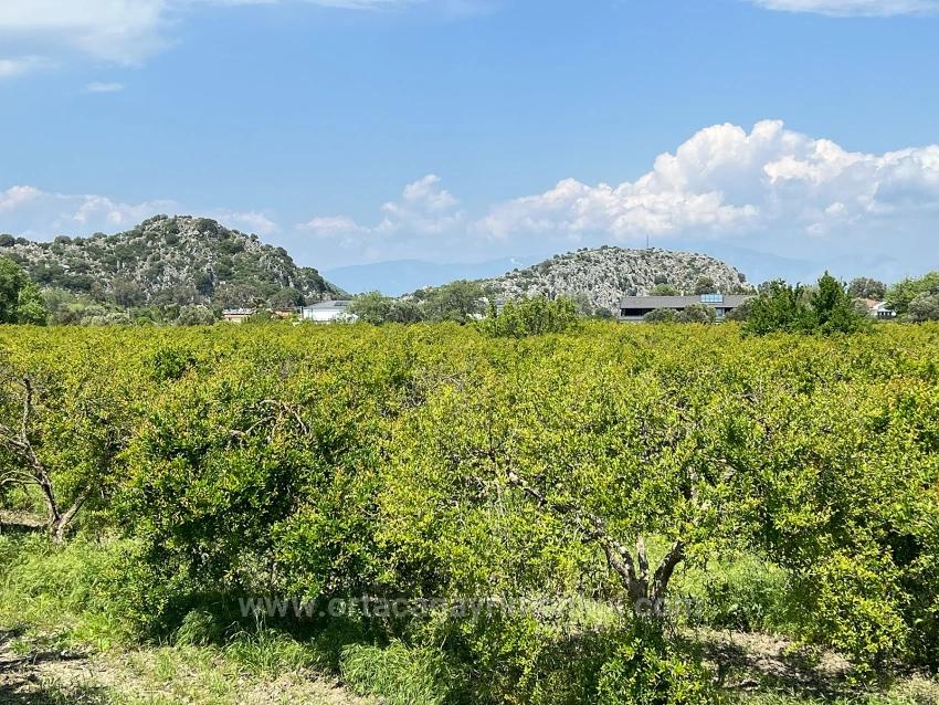 Продается Земельный Участок Площадью 5100 М² В Дальяне, Район Мараш, С Зонированием Под Жилую Застройку На 5%.