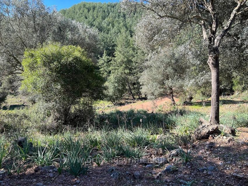 Продается Земельный Участок В Гёкбеле, В Окружении Природы И Леса.