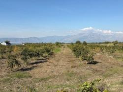 Для Продажи Поле в Eskiköy Ortaca - Под Поле застройку - 21.500 m²