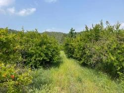Для Продажи Поле в Gökbel Ortaca - Под Жилье застройку - 7.800 m²