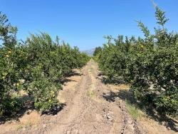 Для Продажи Поле в Dalyan Ortaca - Под Жилье застройку - 10.000 m²