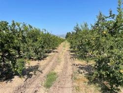 Для Продажи Поле в Dalyan Ortaca - Под Жилье застройку - 10.000 m²