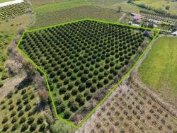 Виноградник Бахче Площадью 17.550 М2 На Продажу Недалеко От Центра Дальяна